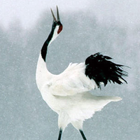 MADO and Japanese crane